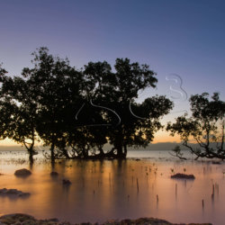 mangrove sunset