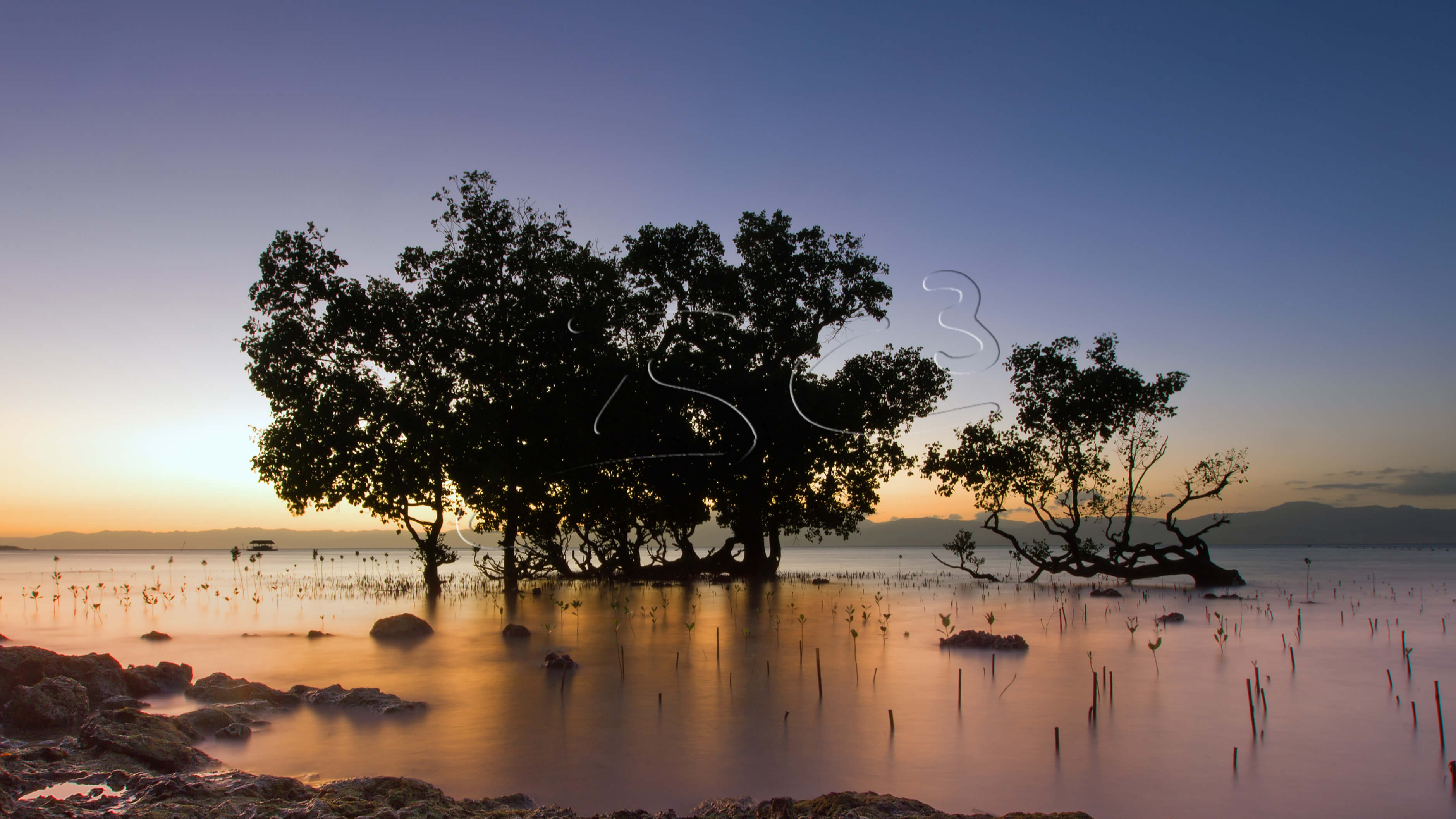 mangrove sunset