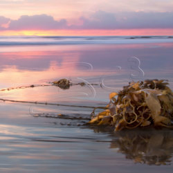kelp sunset