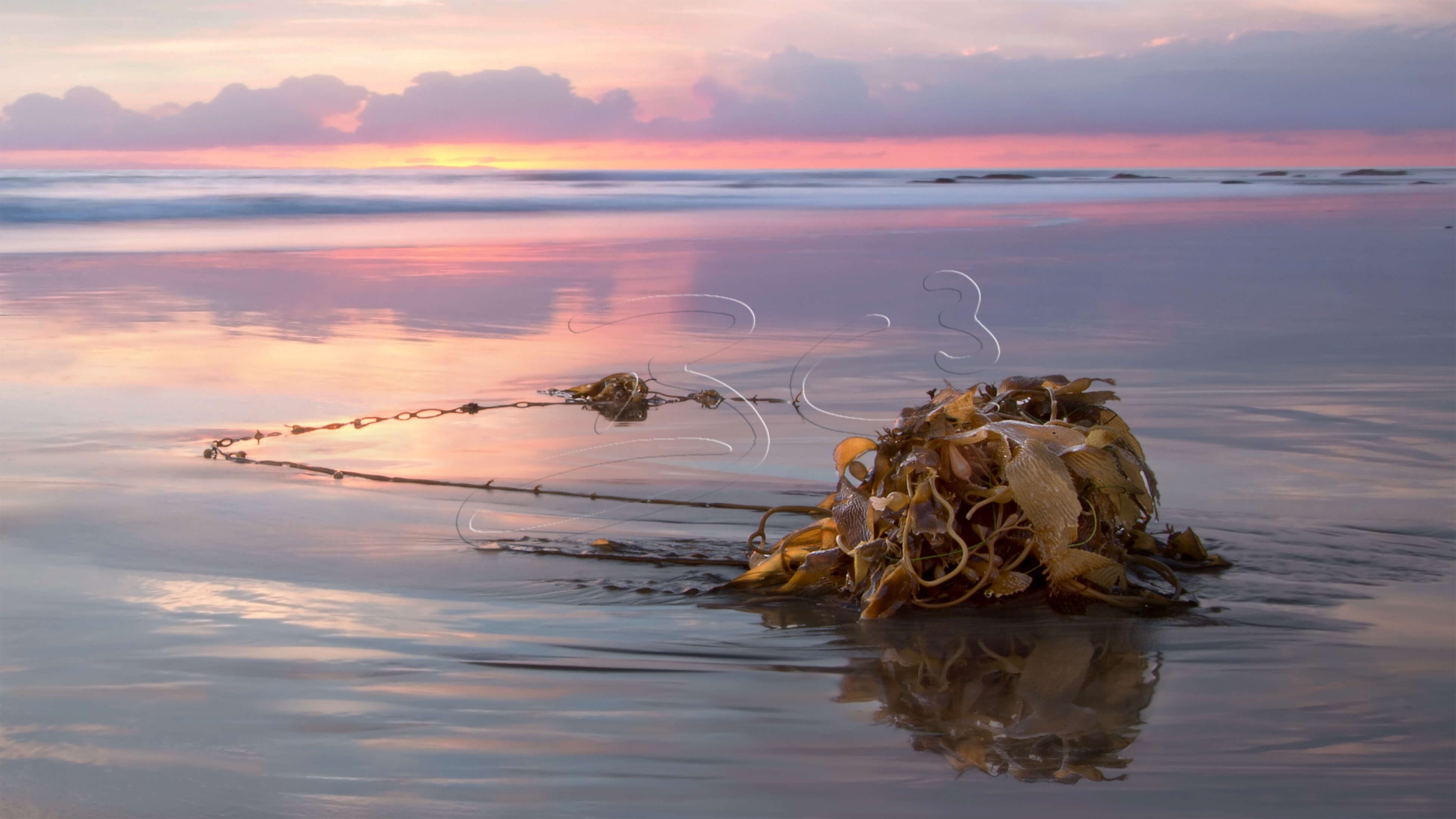 kelp sunset