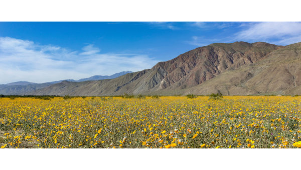 Super Bloom