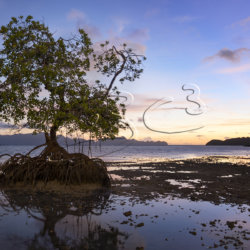 mangrove sunrise