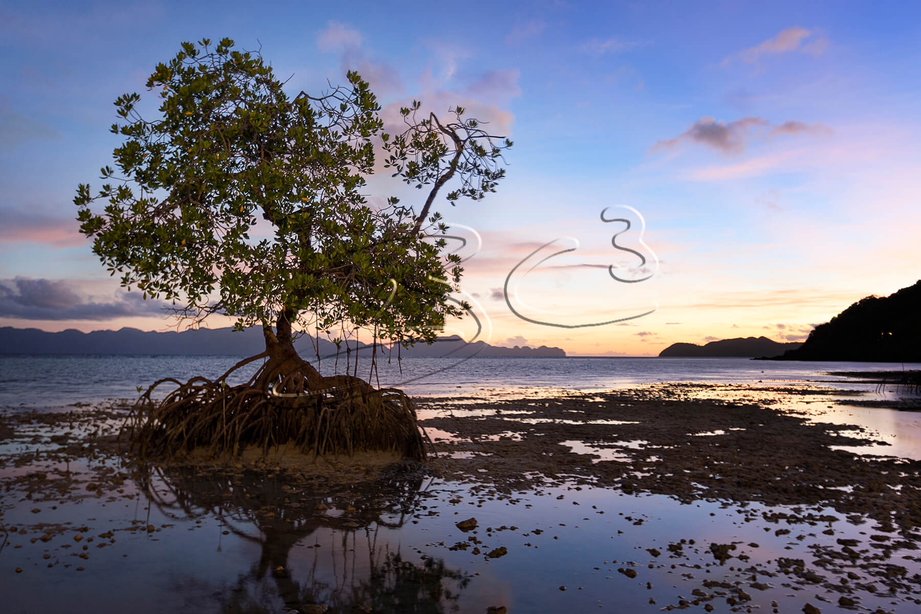 mangrove sunrise