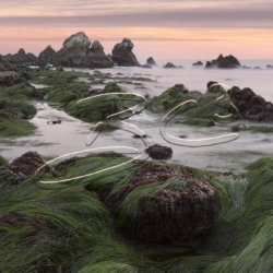 sea grass sunset