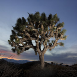 The Joshua Tree